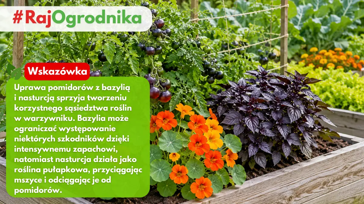 Uprawa pomidorów z bazylią i nasturcją w celu ogrnaiczenia mszyc w ogrodzie warzywnym blog sklep rajogrodnika